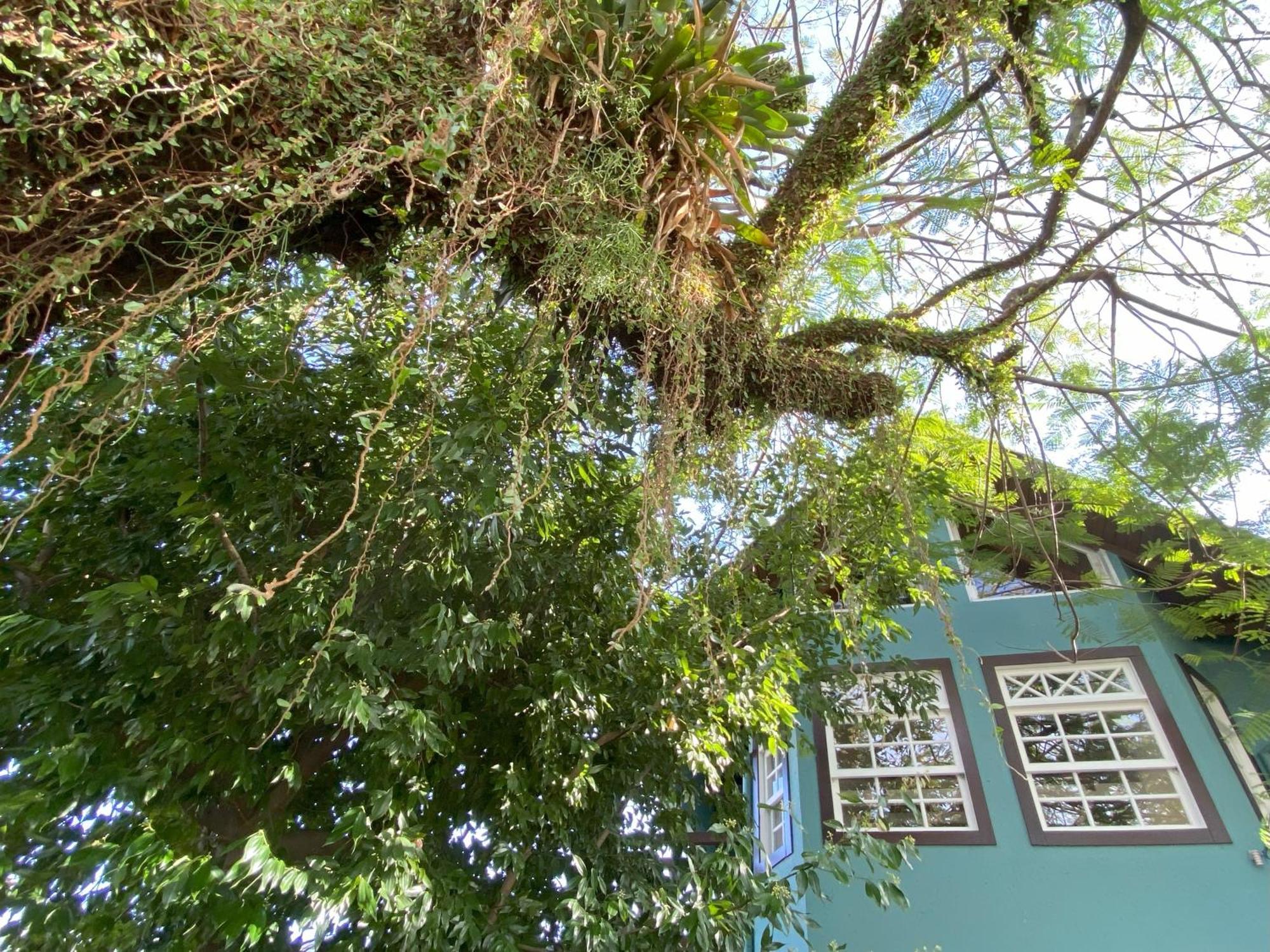 Solar Das Petalas Guest House Florianópolis Buitenkant foto